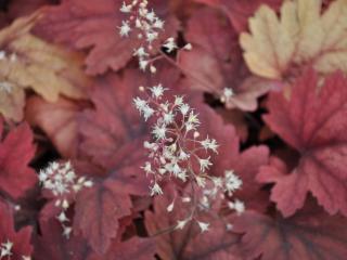 Heucherella hybride 'Sweet Tea' (PBR)