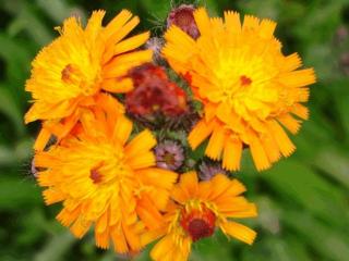 Hieracium aurantiacum