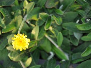 Hieracium pilosella