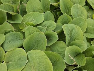 Hosta hybride 'Elegans'