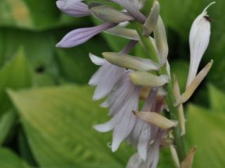 Hosta fortunei 'Albopicta'