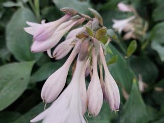 Hosta fortunei 'Hyacinthina'