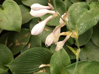 Hosta hybride 'Blue Angel'