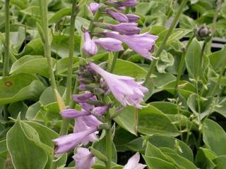 Hosta hybride 'Blue Cadet'