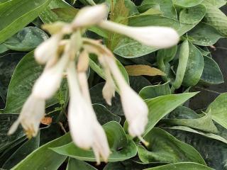 Hosta hybride 'Big Daddy'