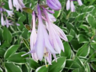 Hosta hybride 'Francee'