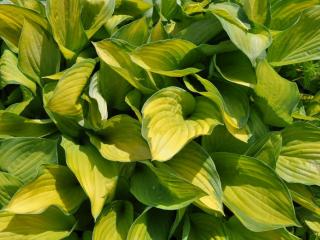 Hosta hybride 'Gold Standard'