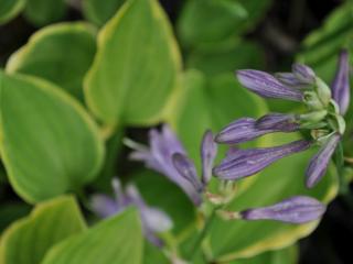 Hosta hybride 'Golden Tiara'