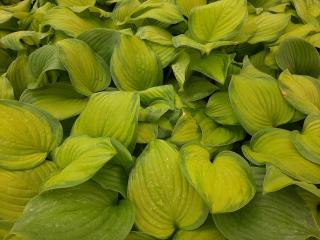 Hosta hybride 'Guacamole'