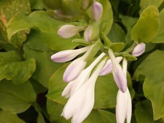 Hosta hybride 'Honeybells'