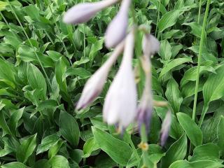 Hosta hybride 'Krossa Regal'