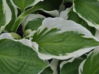 Hosta hybride 'Patriot'