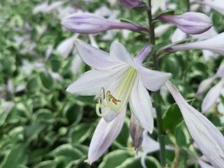 Hosta hybride 'Patriot'