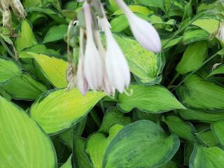 Hosta hybride 'Paul's Glory'