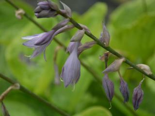 Hosta hybride 'Sum and Substance'