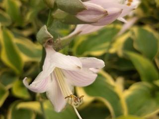 Hosta hybride 'Wide Brim'