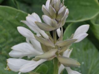 Hosta sieboldiana