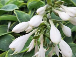 Hosta sieboldiana 'Frances Williams'