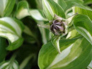 Hosta undulata 'Albomarginata'