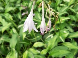 Hosta undulata 'Mediovariegata'