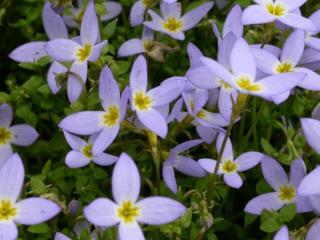 Houstonia caerulea 'Millard's Variety'