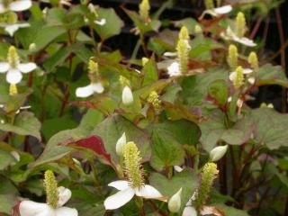 Houttuynia cordata