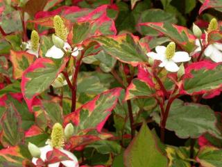 Houttuynia cordata 'Chameleon'