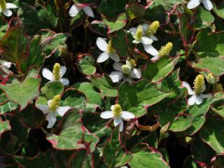 Houttuynia cordata 'Fantasy'