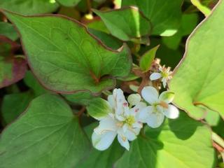 Houttuynia cordata 'Plena'