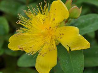 Hypericum calycinum