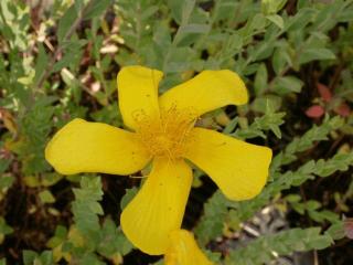 Hypericum polyphyllum grandiflorum