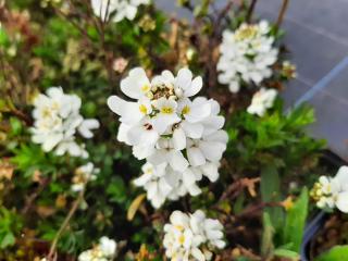 Iberis sempervirens 'Appen-Etz'