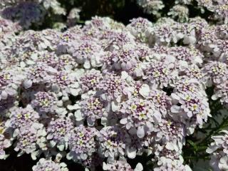 Iberis sempervirens 'Pink Ice' (PBR)