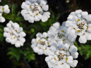 Iberis sempervirens 'Schneeflocke'