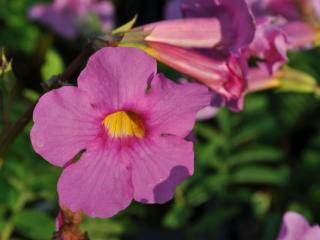 Incarvillea delavayi