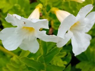 Incarvillea delavayi 'Snowtop'