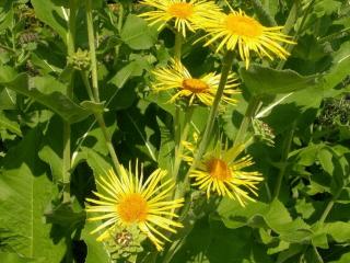 Inula helenium