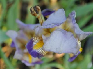 Iris germanica 'Alcazar'