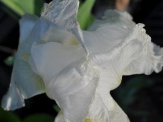 Iris germanica 'Christmas Angel'