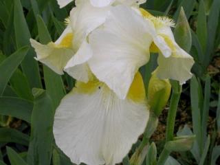 Iris germanica 'Caldron'