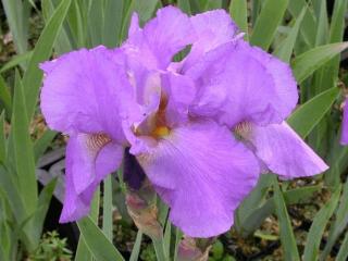 Iris germanica 'Lovely Again'