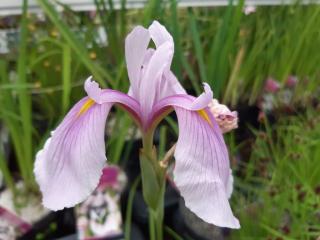 Iris laevigata 'Rose Queen'