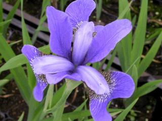 Iris sibirica 'Blue King'