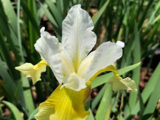 Iris sibirica 'Butter and Sugar'