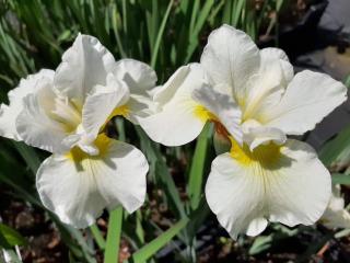Iris sibirica 'Harpswell Happiness'