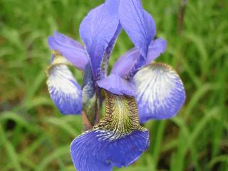 Iris sibirica 'Perry's Blue'