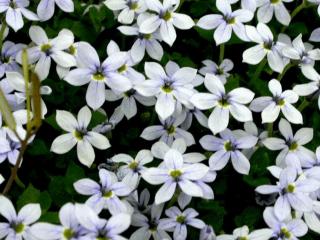 Isotoma fluviatilis