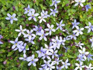 Isotoma fluviatilis 'Dark Blue'