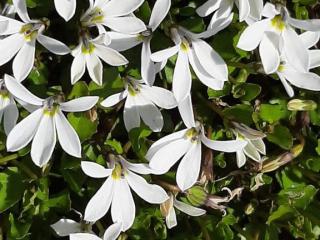 Isotoma fluviatilis 'Alba'