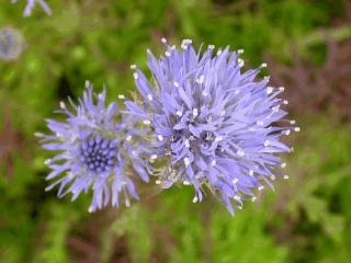 Jasione laevis 'Blaulicht'